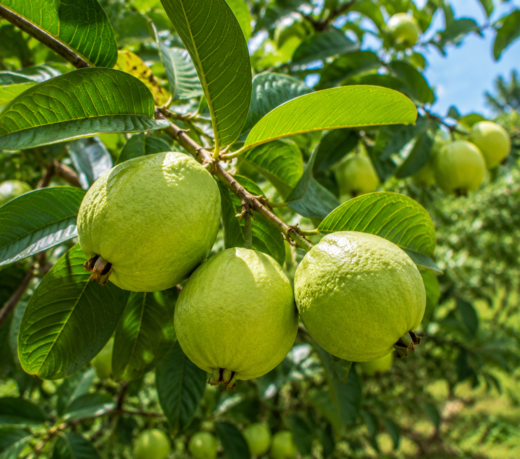 Guava
