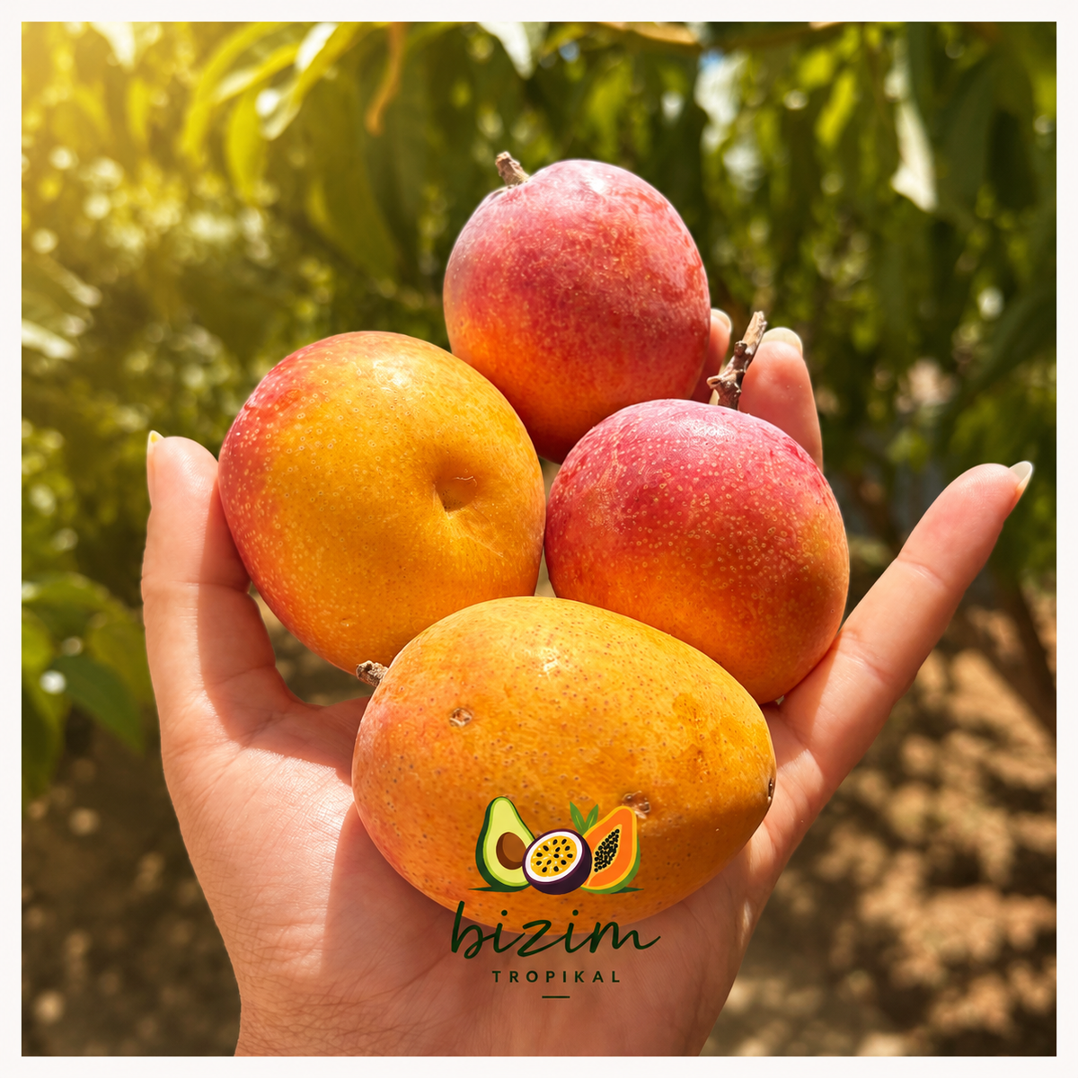 Baby mango nedir?