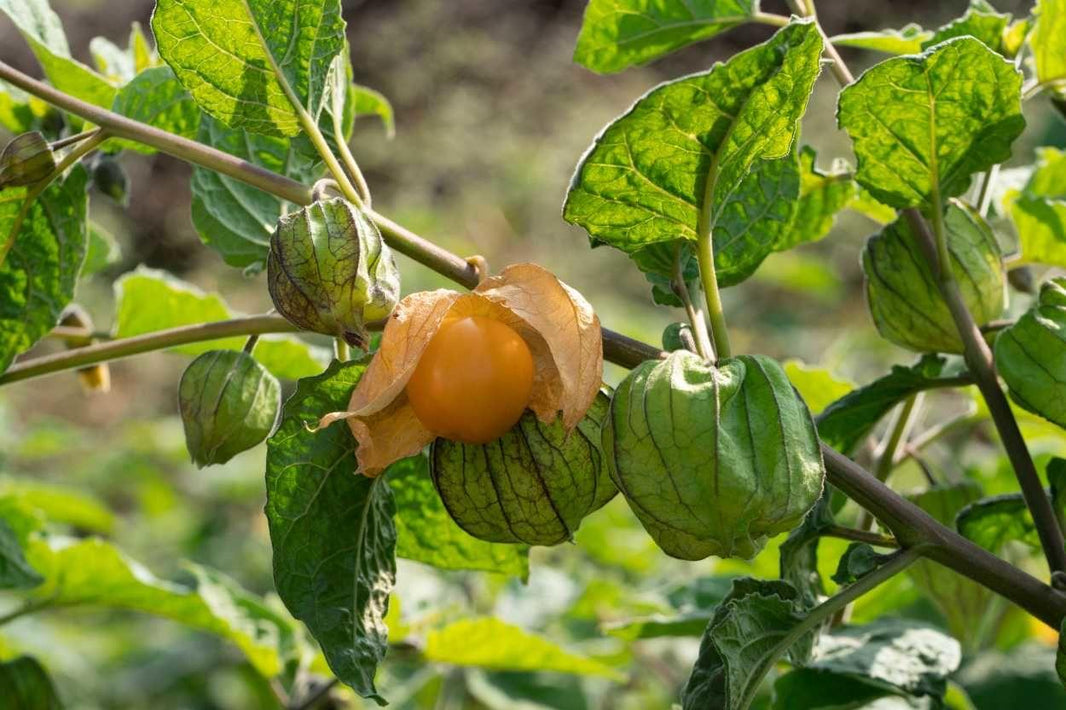 Altın çilek (Physalis)