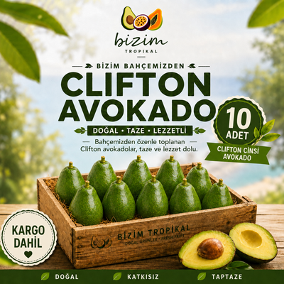Clıfton Avokado 10 Adet