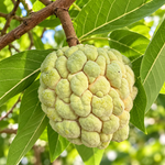 Görseli galeri görüntüleyicisine yükle, Şeker Elması (Sugar Apple)
