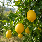 Görseli galeri görüntüleyicisine yükle, Limon
