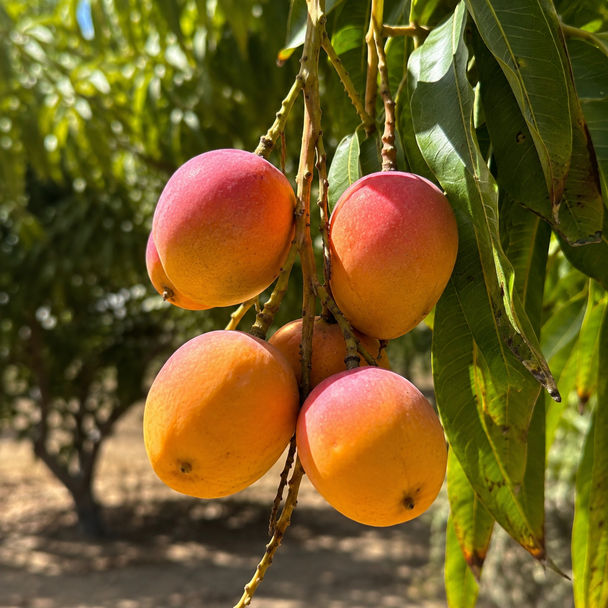 Baby mango