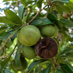 Görseli galeri görüntüleyicisine yükle, Çikolata Meyvesi (Black Sapote)

