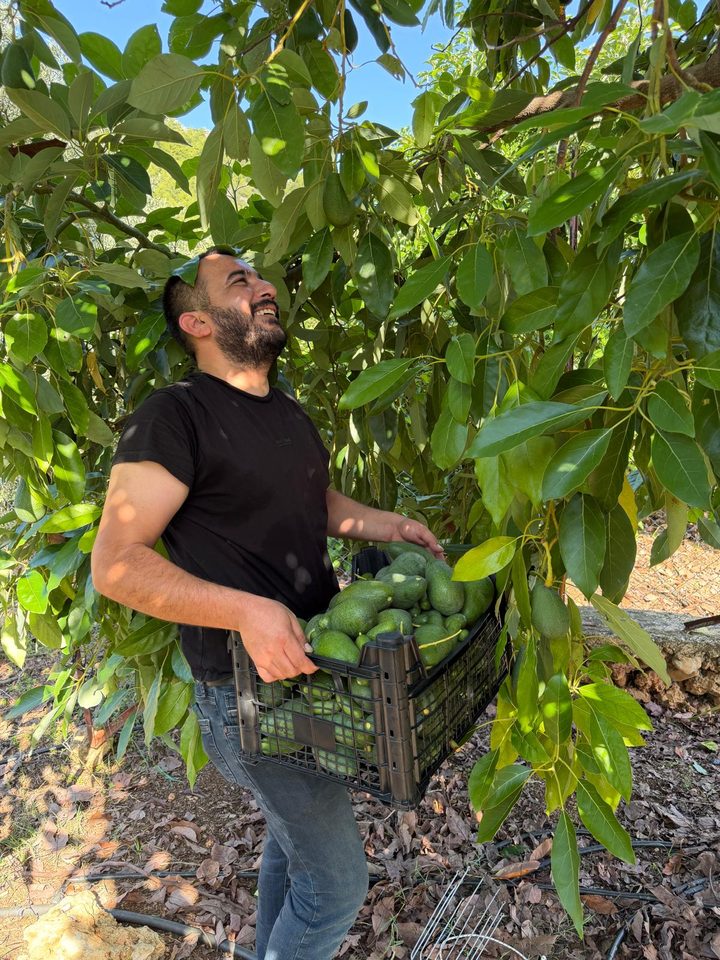 Hasat günü, ağaç başında