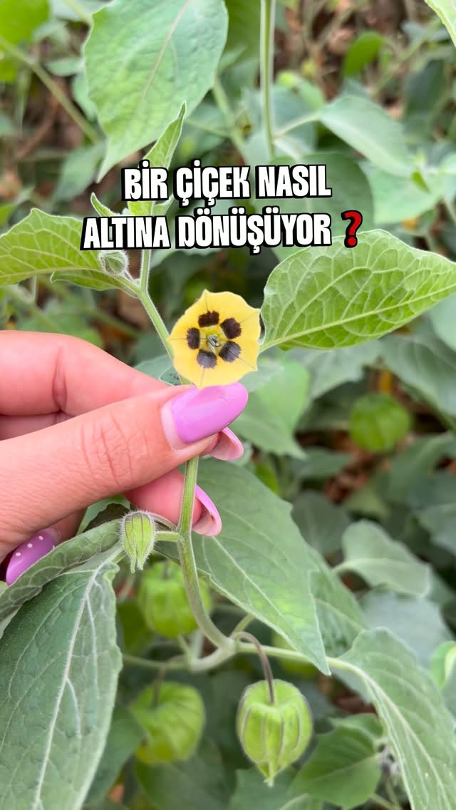 Bizim Tropikal Instagram videosu
