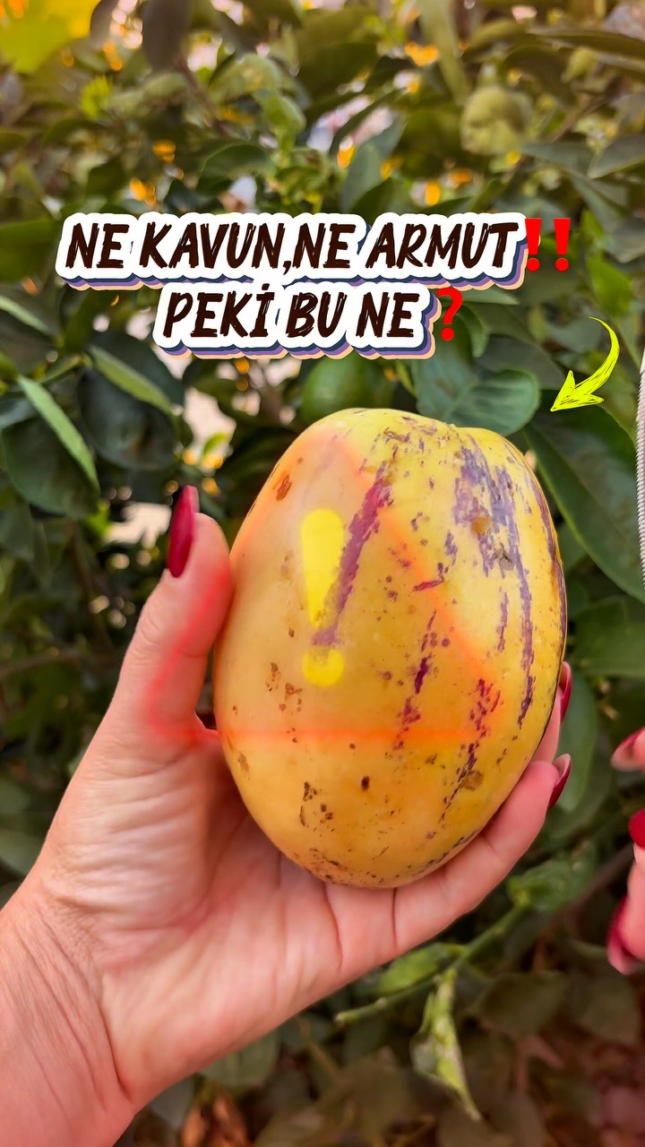 Bizim Tropikal Instagram videosu