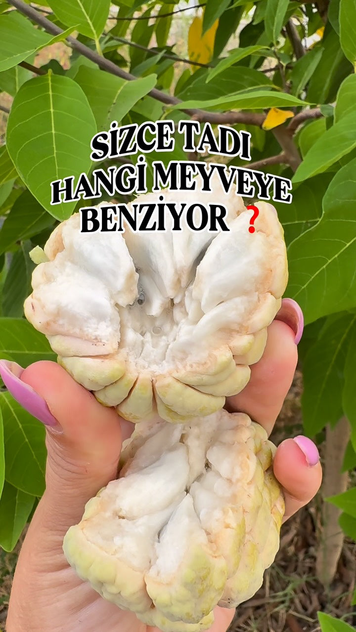 Bizim Tropikal Instagram videosu